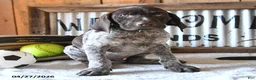 German Shorthaired Pointer dogs for sale: Brody - Ad 3