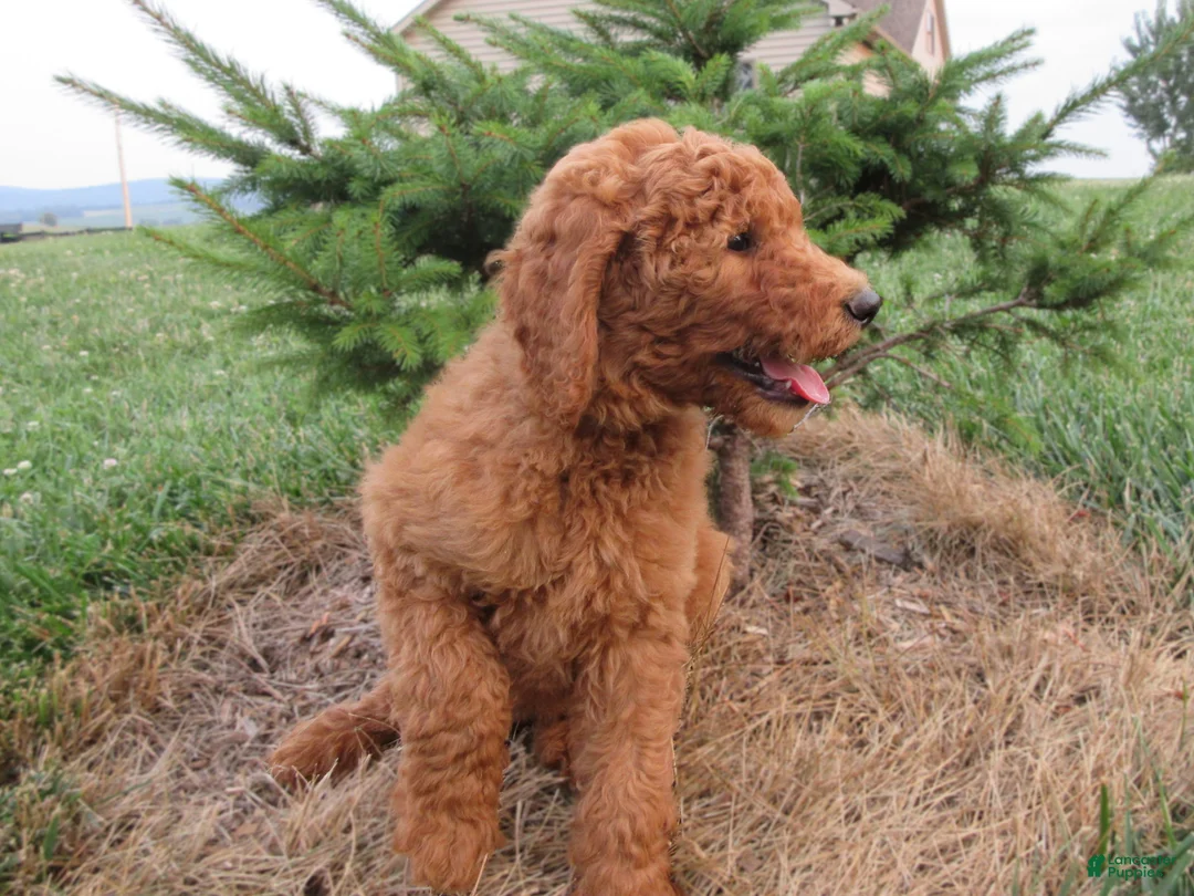 Goldendoodle dogs for sale: Rosie - Ad 2