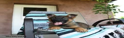 German Shepherd dogs for sale: Gertrude - Ad 3