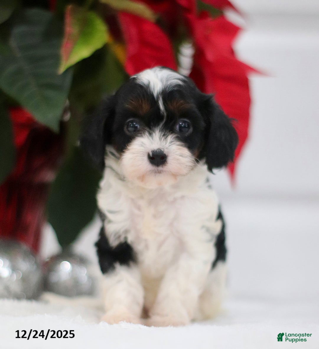 Cavapoo dogs for sale: Patsy - Ad 1