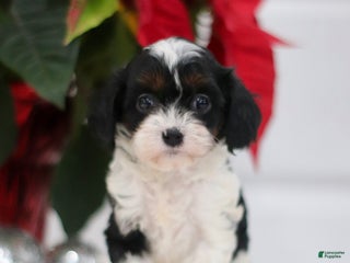 Cavapoo dogs Patsy - Ad 33