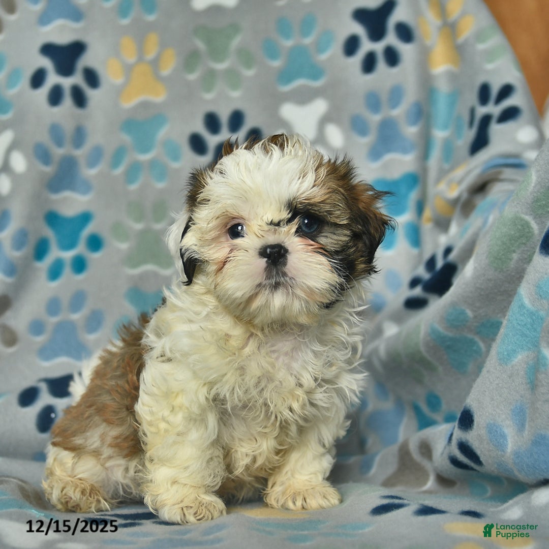 Shih Tzu dogs for sale: Eve  - Ad 4