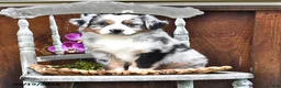 Australian Shepherd dogs for sale: Abby - Ad 4