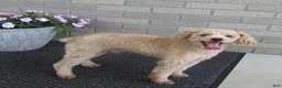 Bichpoo dogs for sale: Tracy - Ad 7