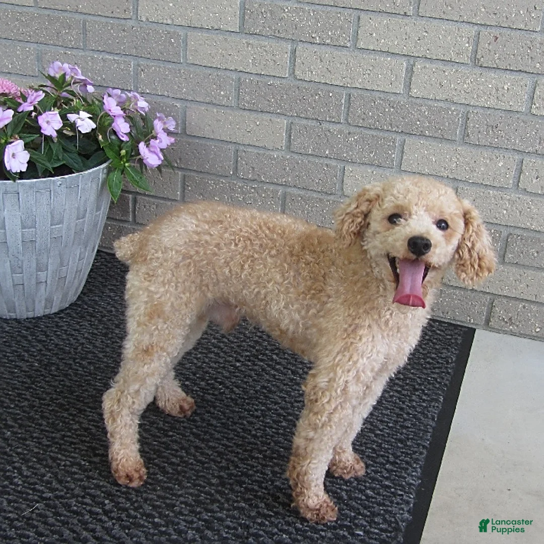Bichpoo dogs for sale: Tracy - Ad 7