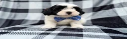 Shih Tzu dogs for sale: Simon - Ad 5