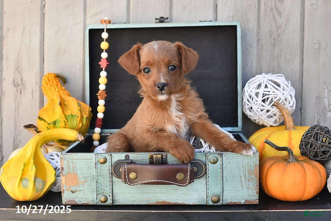 Mixed Breed dogs for sale: Timmy - Ad 1