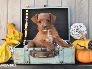 Mixed Breed dogs Timmy - Ad 3