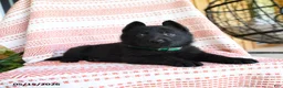 German Shepherd dogs for sale: Lamar - Ad 2