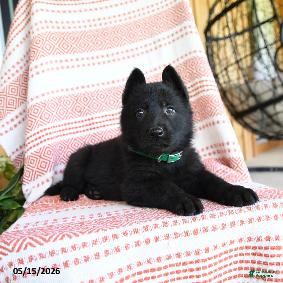 German Shepherd dogs for sale: Lamar - Ad 2