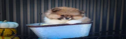 Pomeranian dogs for sale: Marco💙 - Ad 8