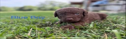 Chesapeake Bay Retriever dogs for sale: Blue Collar Boy - Ad 2