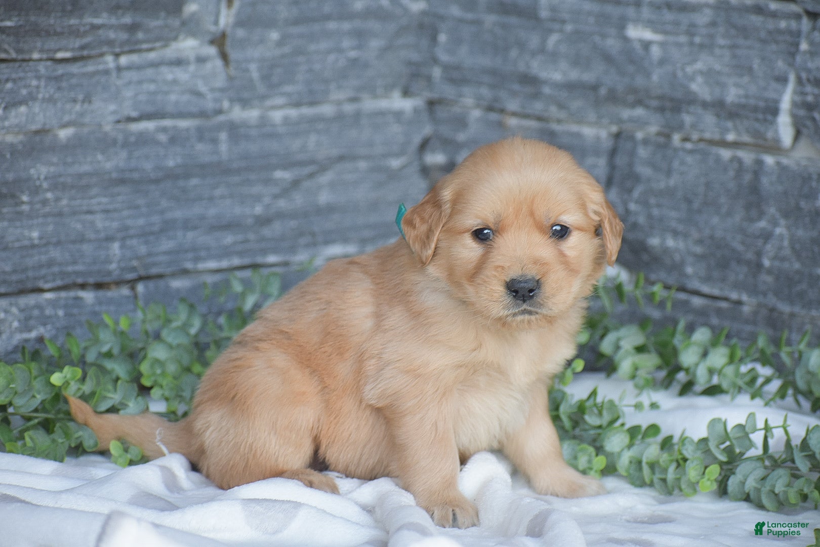 Golden Retriever dogs Blake - Ad 2