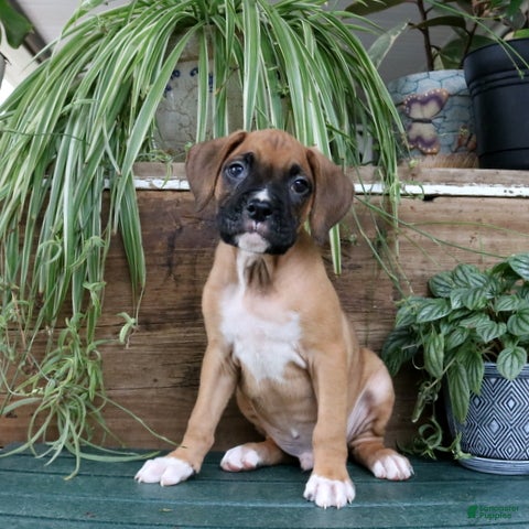 Boxer dogs Bruno - Ad 21