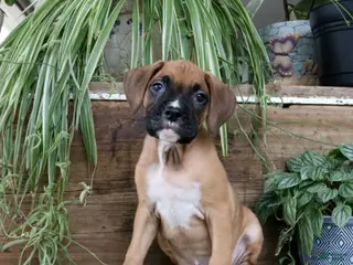 Boxer dogs Bruno - Ad 38