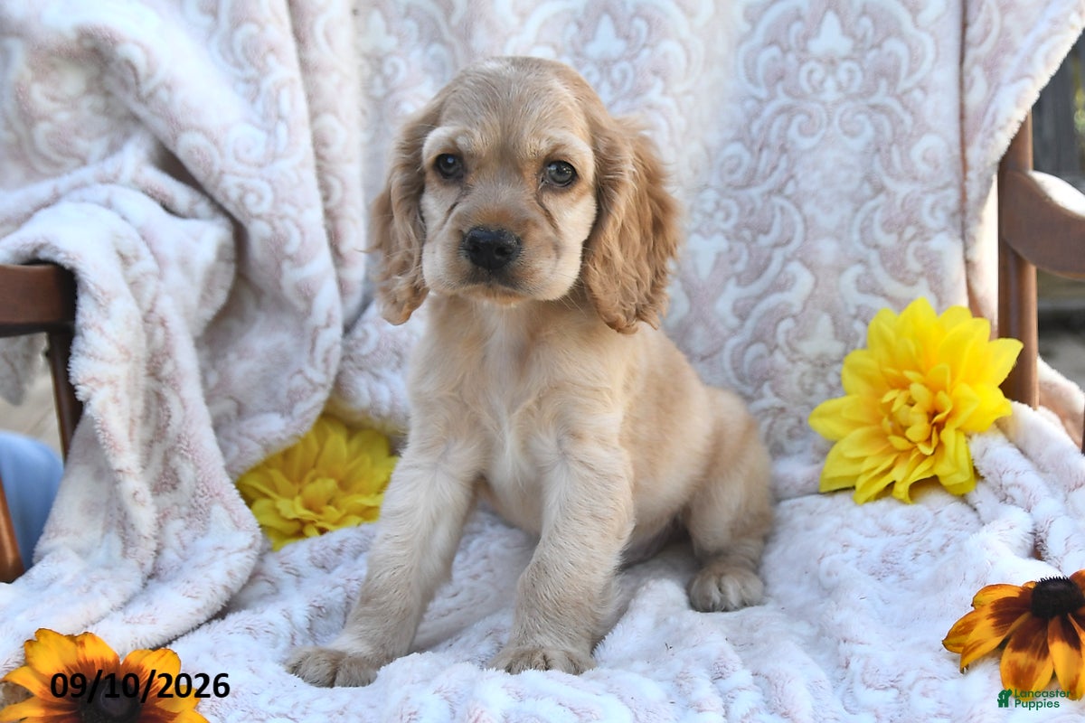 English Cocker Spaniel dogs for sale: Ricky Boy - Ad 1