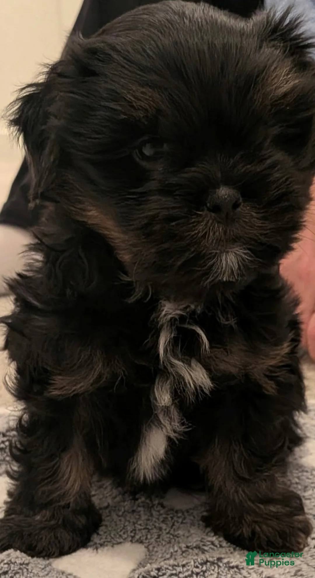 Shorkie dogs for sale: Yellow Puppy - Ad 2