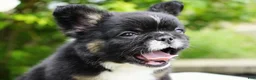 French Bulldog dogs for sale: Panda - Ad 8