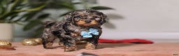 Cockapoo dogs for sale: Biscuit - Ad 5