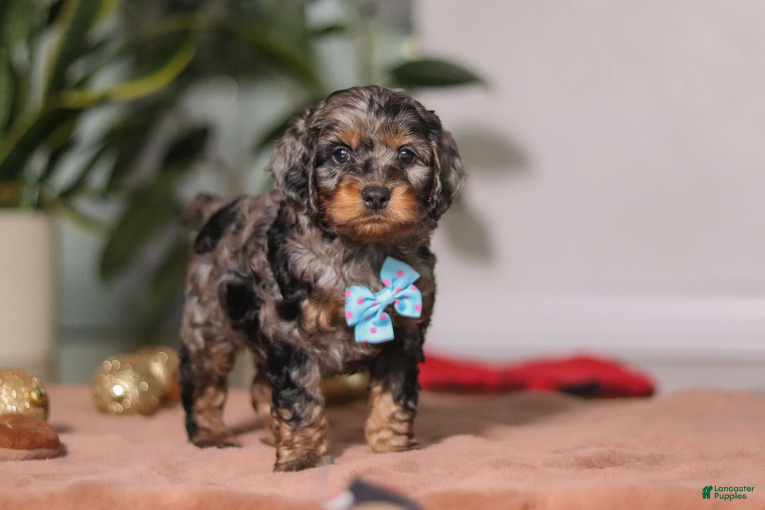 Cockapoo dogs for sale: Biscuit - Ad 5