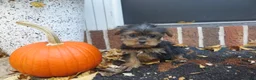 Yorkshire Terrier dogs for sale: Shadow - Ad 1