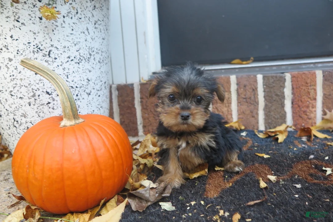 Yorkshire Terrier dogs for sale: Shadow - Ad 1