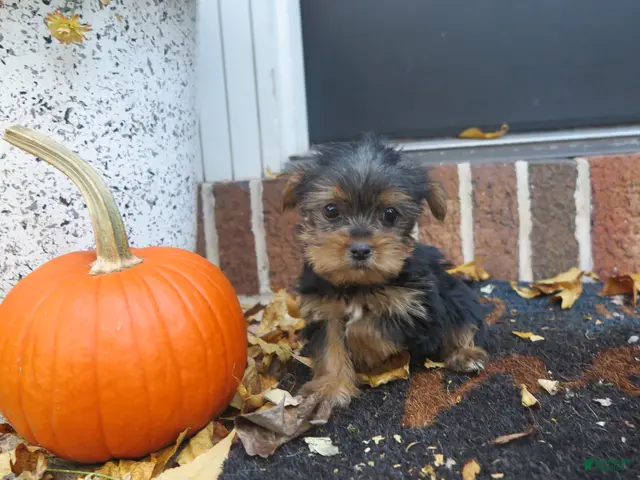Yorkshire Terrier dogs for sale: Shadow - Ad 9