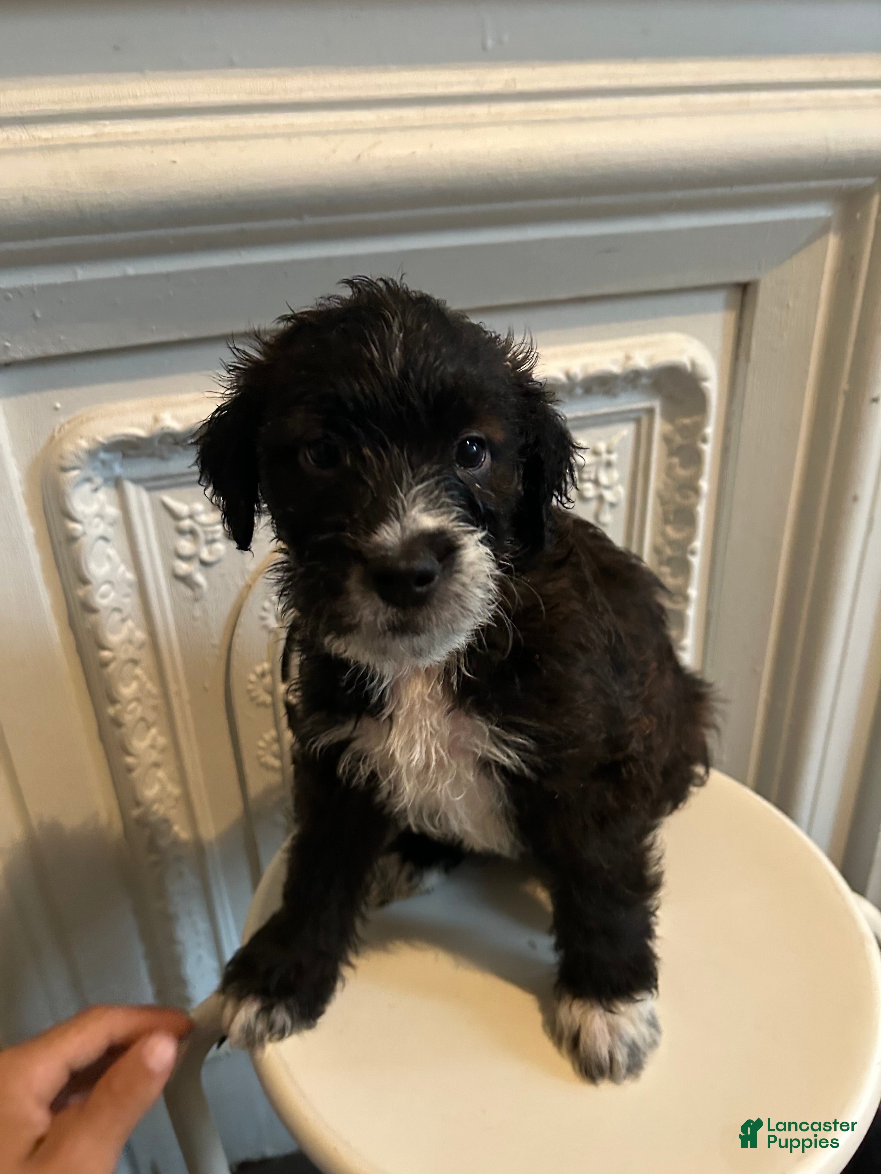 Mixed Breed dogs for sale: Mixed Breed 3 - Ad 7