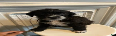 Mixed Breed 3