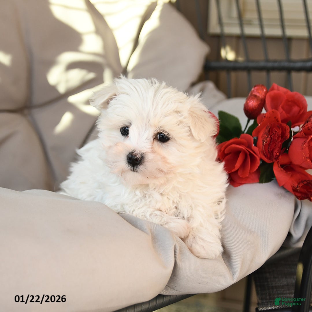 Mixed Breed dogs for sale: Leo - Ad 2