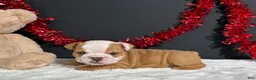 English Bulldog dogs for sale: Violet - Ad 6