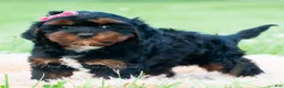 Cavapoo dogs for sale: Millie - Ad 4