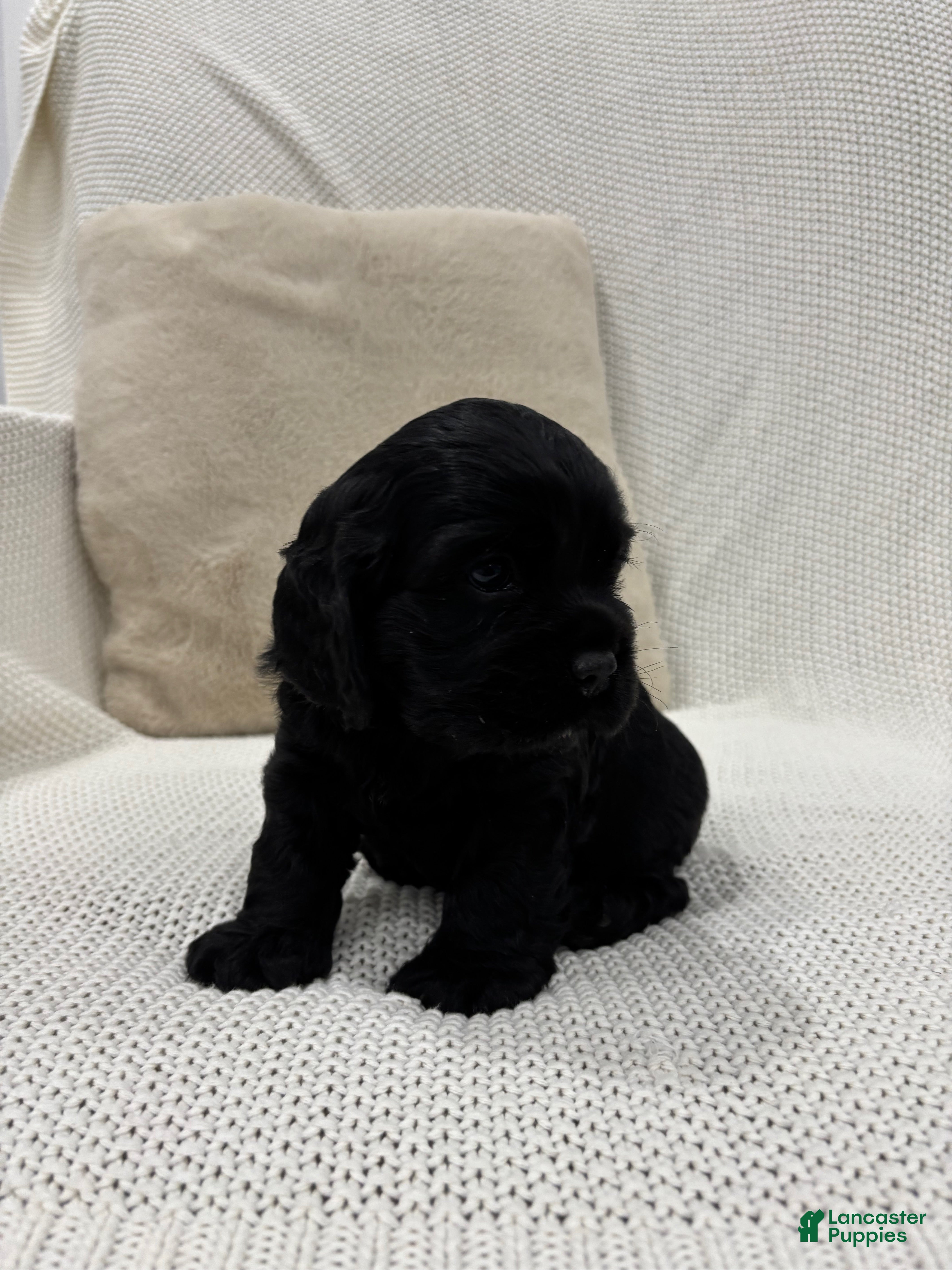 Cocker Spaniel dogs Carter - Ad 2