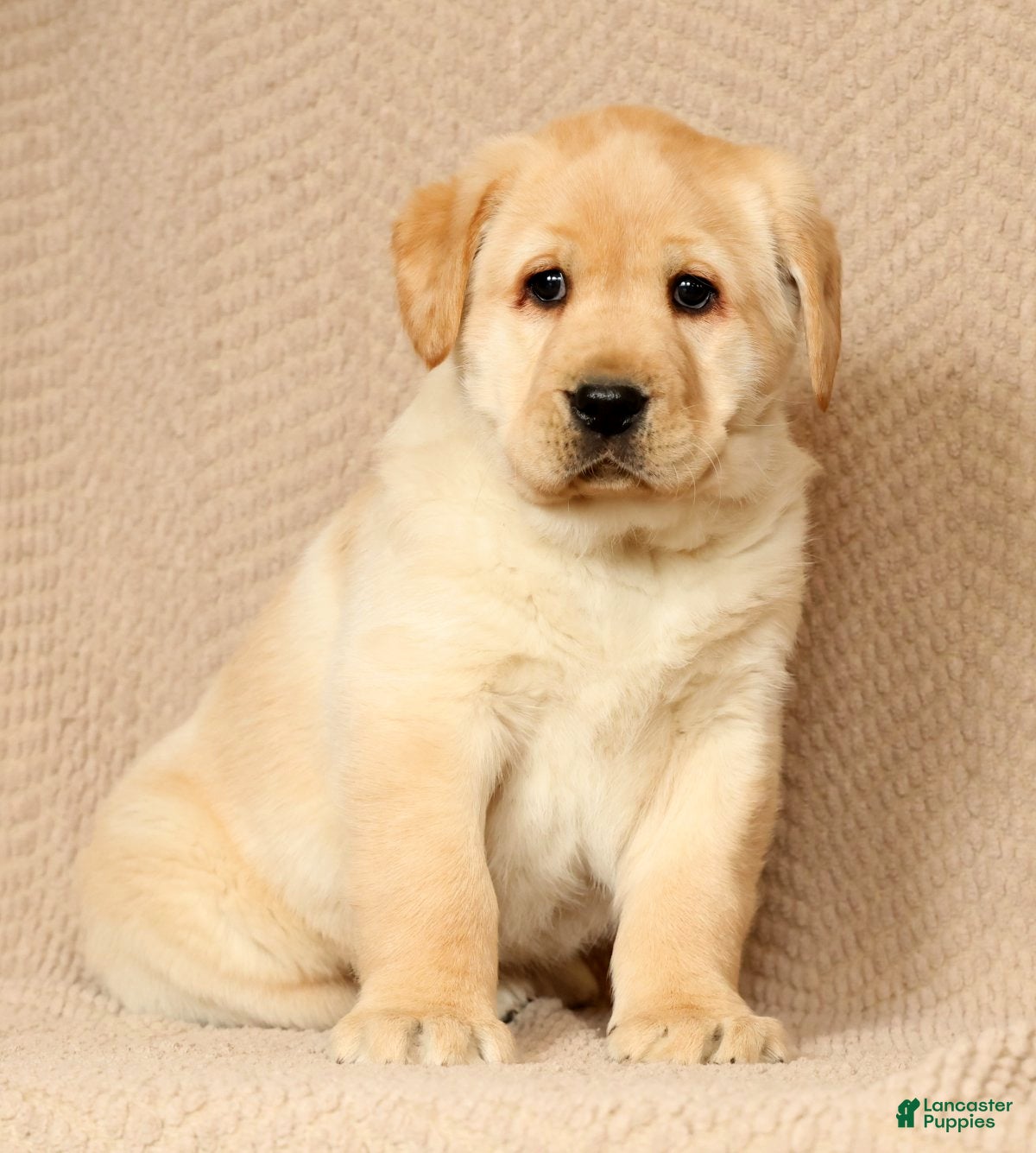 Labrador Retriever dogs Buster - Ad 1