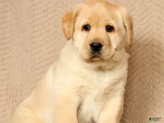 Labrador Retriever dogs for sale: Buster - Ad 1