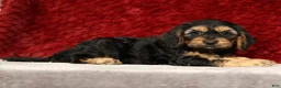 Cavapoo dogs for sale: Kyle - Ad 4