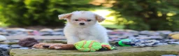 Cavapoo dogs for sale: Mila - Ad 2