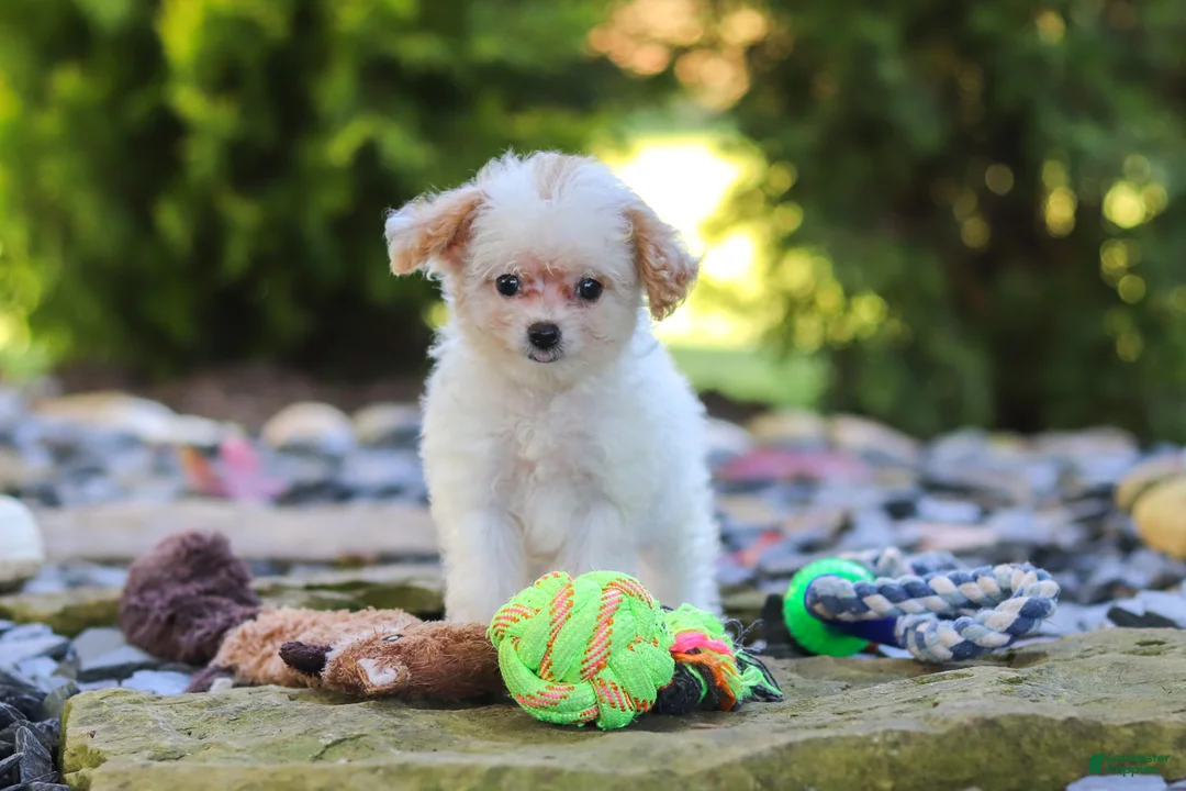 Cavapoo dogs for sale: Mila - Ad 2