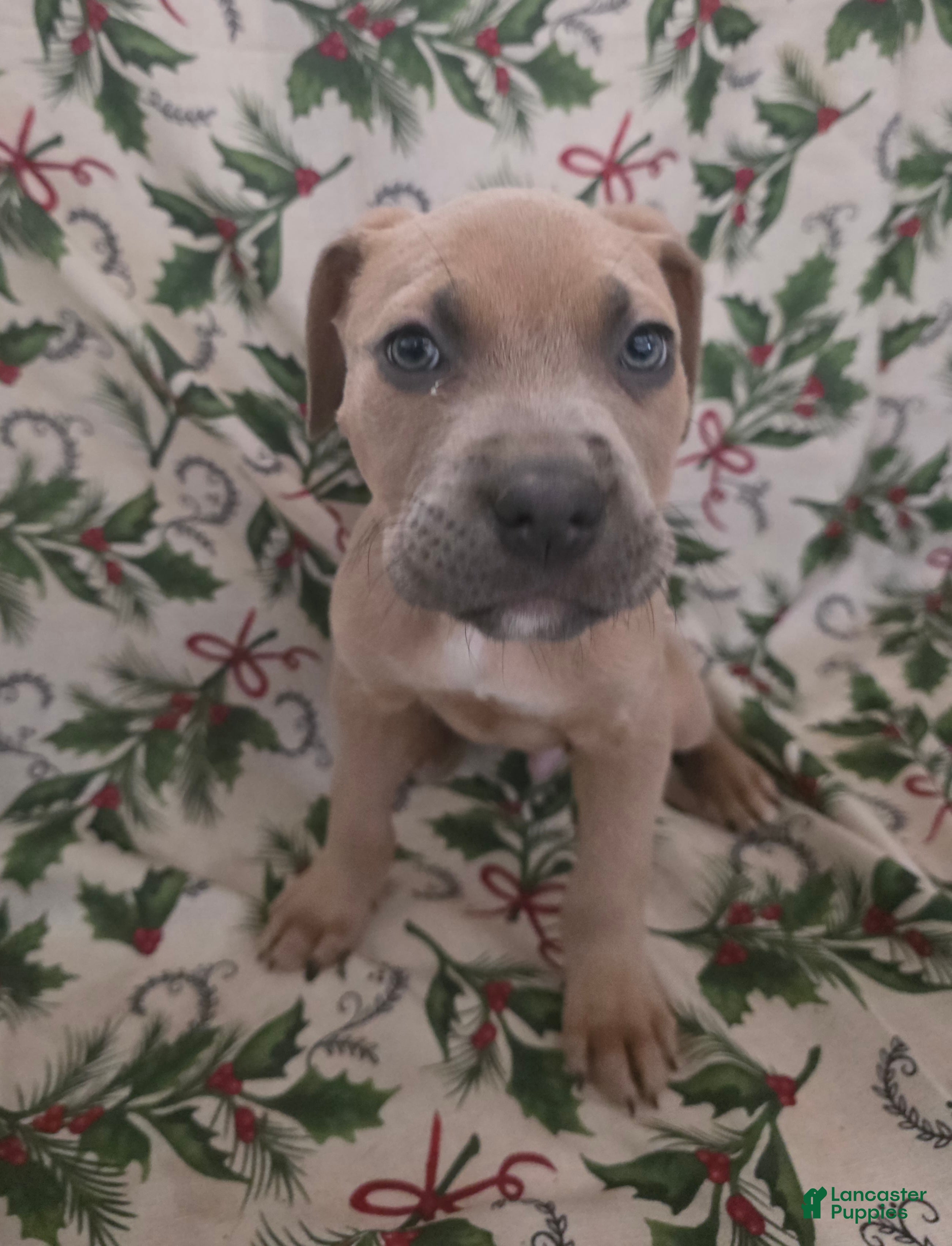 Mixed Breed dogs Helios - Ad 42