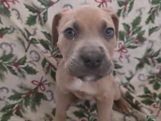 Mixed Breed dogs Helios - Ad 42