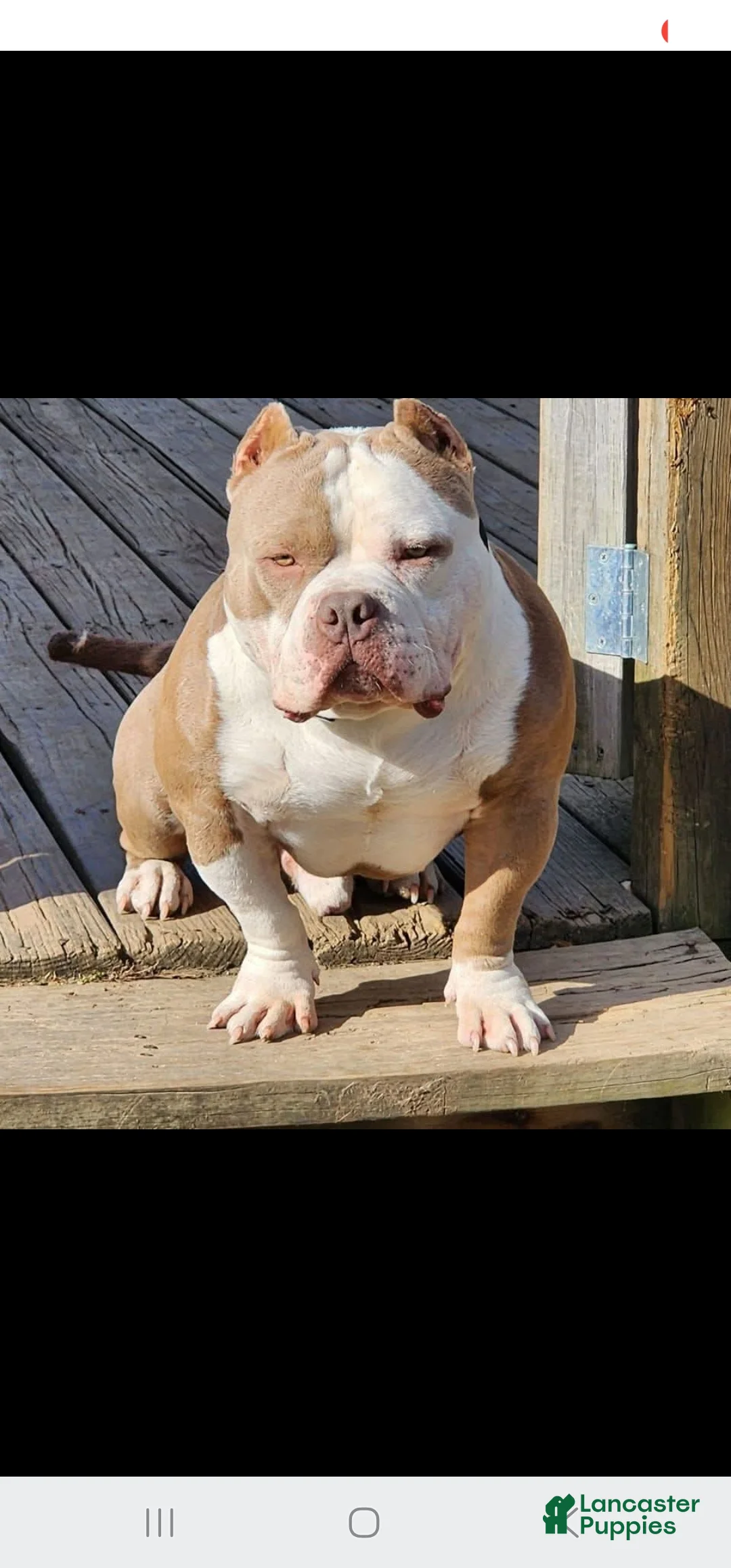 American Bully dogs for sale: Trixie - Ad 4