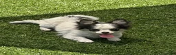 Chihuahua dogs for sale: Chihuahua 1 - Ad 1