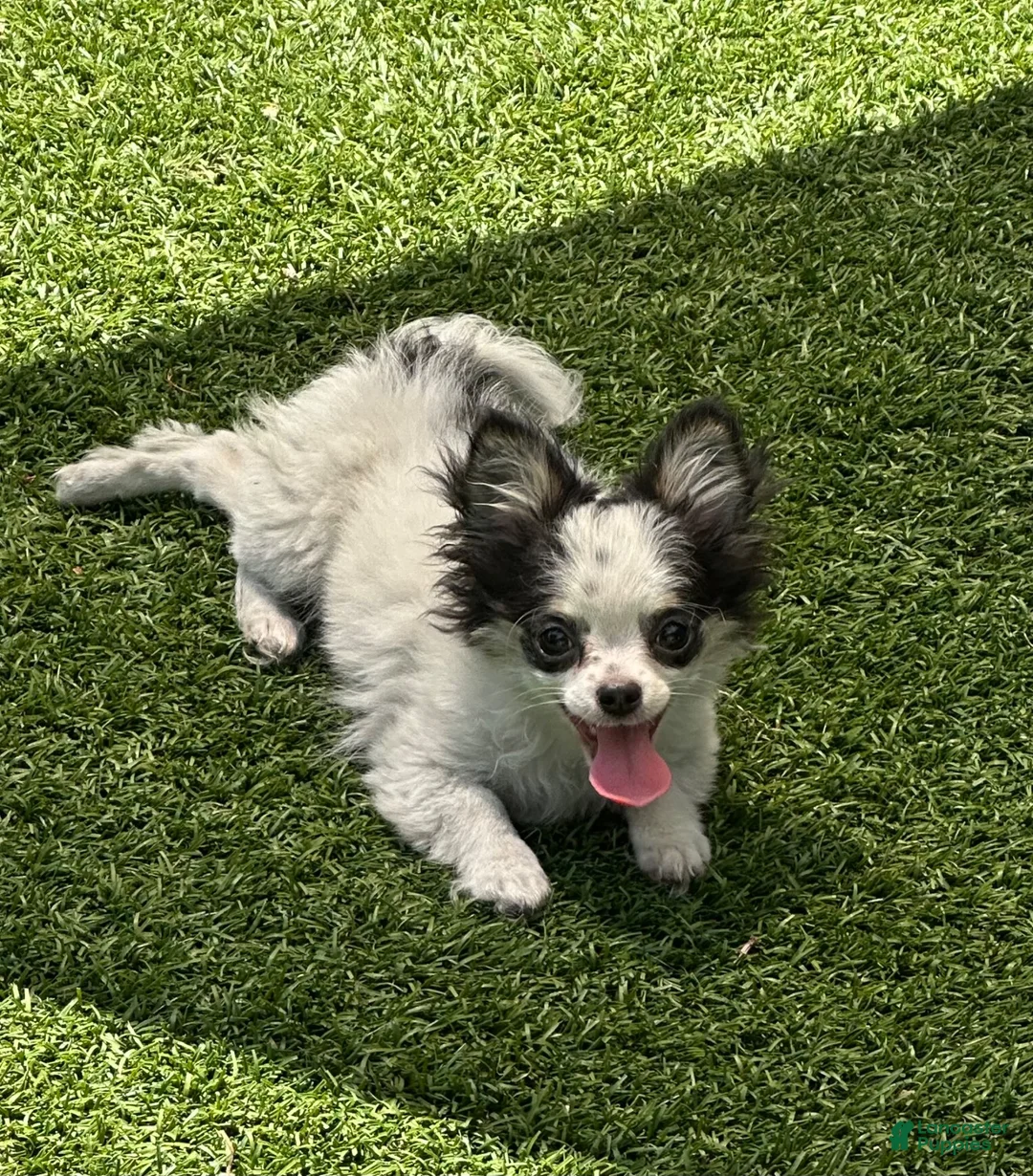 Chihuahua dogs for sale: Chihuahua 1 - Ad 1