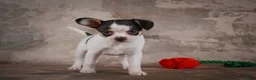 Chihuahua dogs for sale: Earl - Ad 12