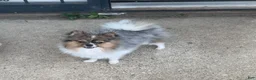 Pomeranian dogs for sale: Pomeranian 1 - Ad 2