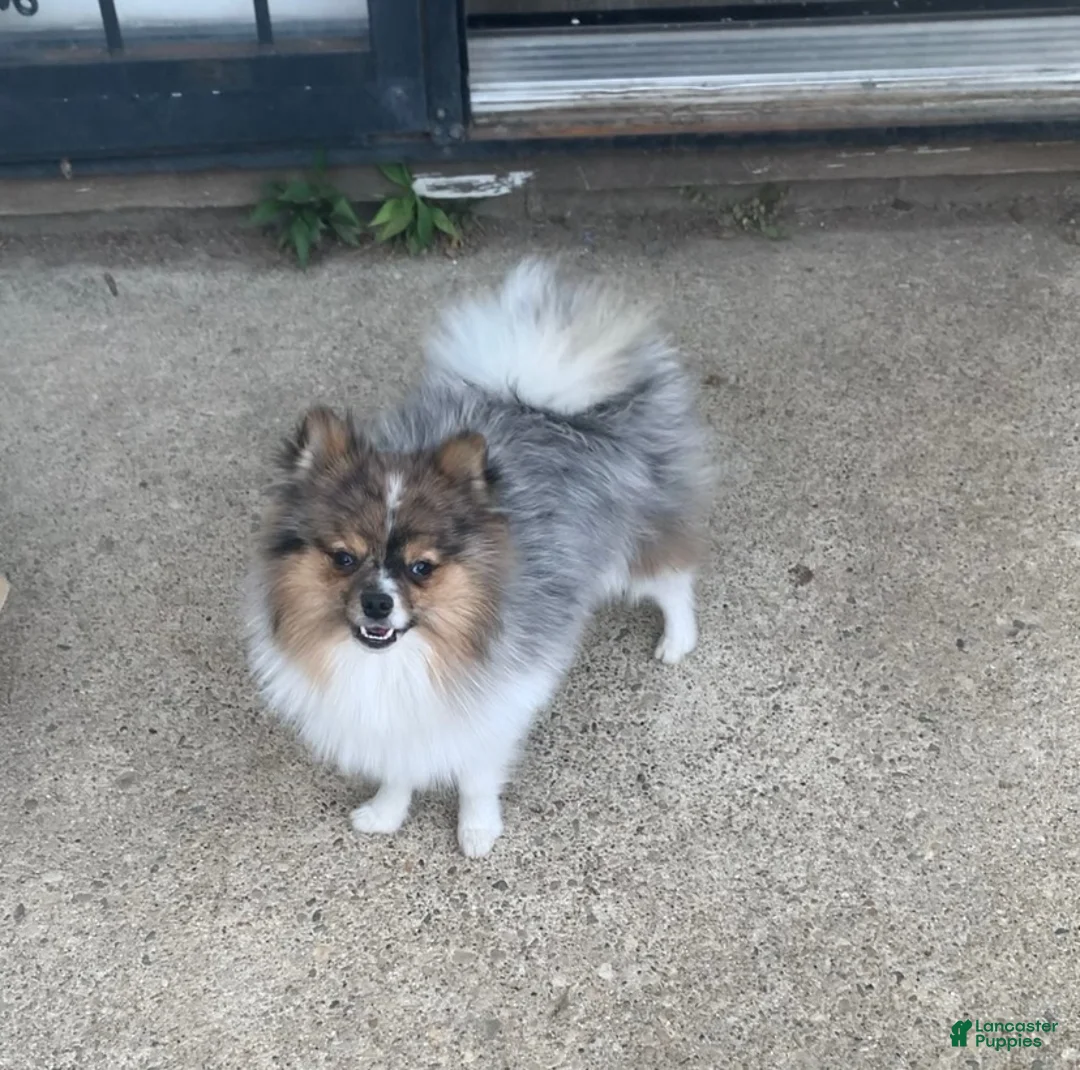 Pomeranian dogs for sale: Pomeranian 1 - Ad 2