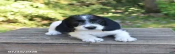 Mixed Breed dogs for sale: Waffles - Ad 3