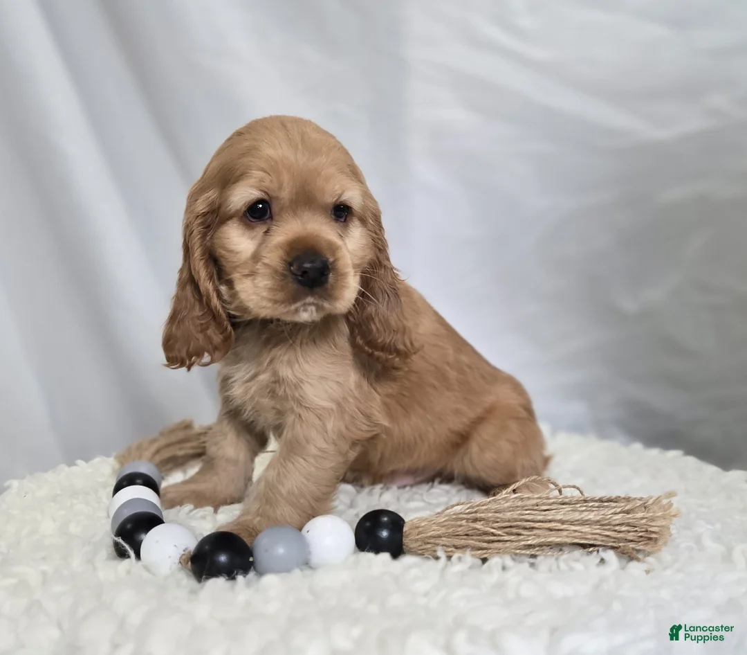 Cocker Spaniel dogs for sale: Lyle - Ad 1