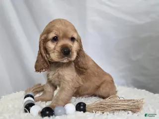 Cocker Spaniel dogs Lyle - Ad 37