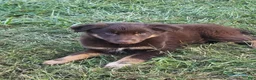 Mixed Breed dogs for sale: Michael - Ad 2